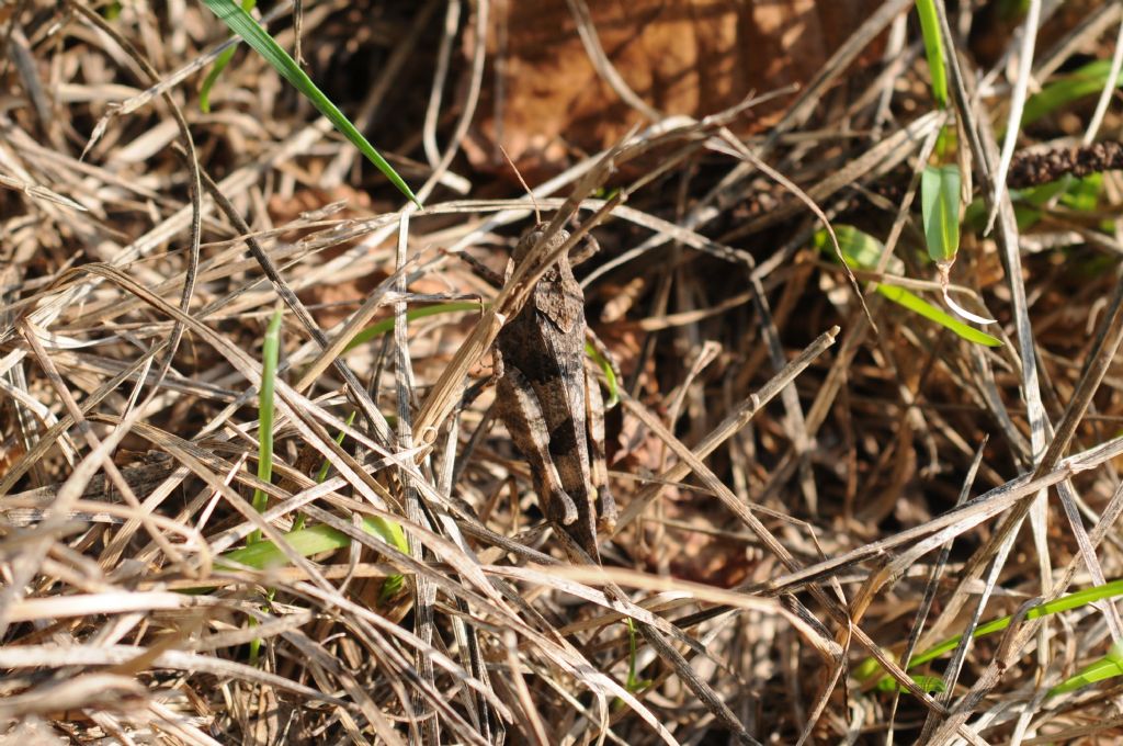 Oedipoda cfr. germanica